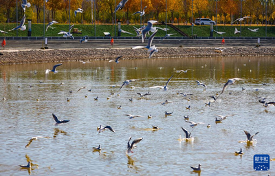 秋日烏海 人鷗同樂(lè)