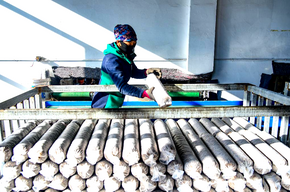 赤峰市林西縣：小菌棒成為助農(nóng)增收大利器