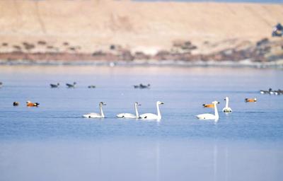 候鳥翔集 盡顯生態(tài)之美