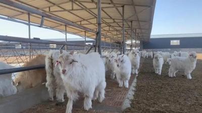 以質(zhì)致遠 以業(yè)興農(nóng)！阿拉善：擦亮特色農(nóng)畜產(chǎn)品金字招牌