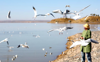 秋日烏海 人鷗同樂字