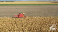 呼和浩特市賽罕區擬投資3000余萬元 實施10萬畝玉米單產提升工程