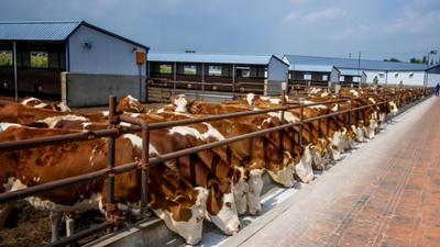 基礎(chǔ)母牛擴群提質(zhì)為鄉(xiāng)村振興添“牛”勁！