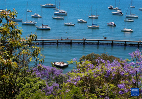 悉尼：藍花楹盛開