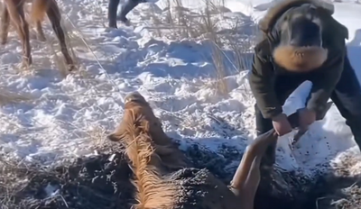 马儿雪天深陷泥潭 热心牧民用两匹马将其救出