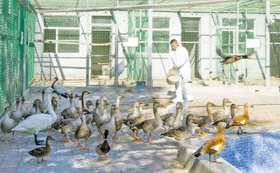 興安:三萬候鳥云集科爾沁