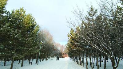 瑞雪添趣 乌兰察布开启冬日赏雪模式