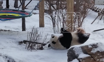 大青山野生動(dòng)物園的熊貓雪后玩嗨了
