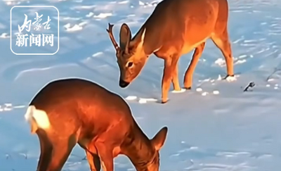 狍子雪地造暖窩