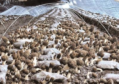 羊肚菌 繪就冬日好“豐”景