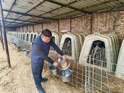 內(nèi)蒙古杭錦后旗：90后“新農(nóng)人”蹚出農(nóng)牧循環(huán)共富路