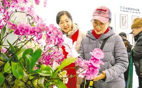 冬日添“蘭”香