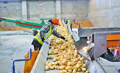 一顆小土豆背后的產業密碼