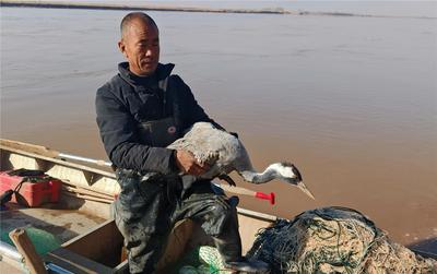 2025年，烏?！爸腔燮脚_+人工巡護(hù)”讓200余只受傷生病候鳥被救助