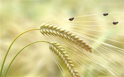 （詩詞歌賦）最愛壟頭麥 迎風笑落紅