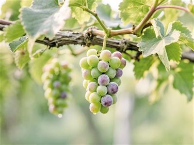 （詩詞歌賦）離離暑云散 裊裊涼風(fēng)起