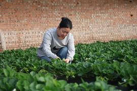 草莓田里的“00后”新農(nóng)人