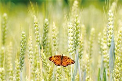 （詩詞歌賦）連雨不知春去 一晴方覺夏深