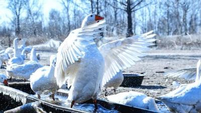 匈牙利“国宝鹅”在科尔沁“再就业”