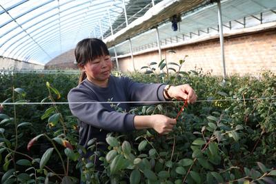 突泉縣：藍(lán)莓花開(kāi)正當(dāng)時(shí) 科技賦能甜滿園