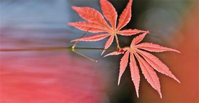 （詩詞歌賦）風(fēng)卷清云盡 空天萬里霜