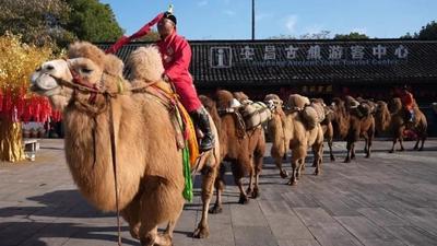 跨越萬里載譽歸！“神駝萬里行” 巡展活動圓滿收官