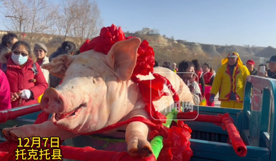 年豬披紅巡游 殺豬菜香飄十里!