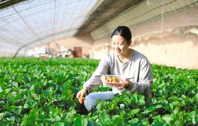 新農(nóng)人成鄉(xiāng)村振興“甜蜜引擎” 　　