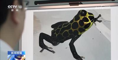 “個(gè)性伙伴”成“致命威脅” 嚴(yán)打“異寵”非法入境