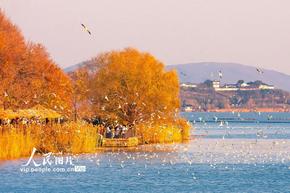 江蘇蘇州：太湖賞鷗 其樂融融