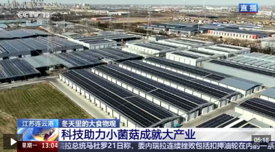 視頻丨自主育種+智能生產(chǎn)雙輪驅(qū)動 小菌菇也做成大產(chǎn)業(yè)