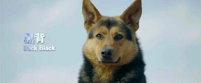 首個且唯一！“國產(chǎn)警犬之光”昆明犬走出國門靠這些