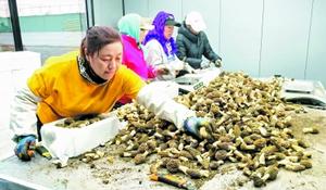 【央媒聚焦內蒙古?中國婦女報】“冬閑田”變“四季田” “后進村”成“示范村”——內蒙古扎賚特旗五家子村的十年蝶變