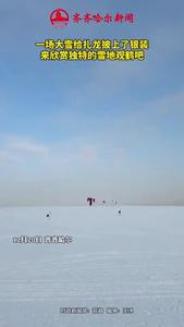 
見者好運！丹頂鶴雪中飛翔氛圍感拉滿