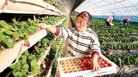 設(shè)施農(nóng)業(yè)點(diǎn)燃“冬日經(jīng)濟(jì)” 