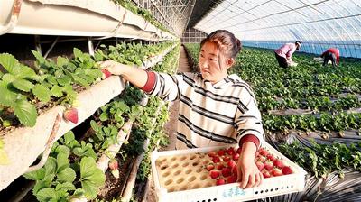 設(shè)施農(nóng)業(yè)點(diǎn)燃“冬日經(jīng)濟(jì)” 
