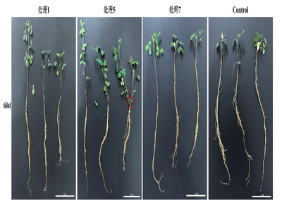 科技賦能綠進(jìn)沙退，蒙草生態(tài)以草種科技打開科爾沁沙地可持續(xù)治理新路徑