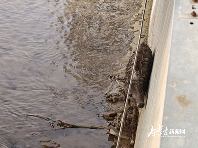 這是啥動(dòng)物？讓蜀黍在冰河里一頓忙碌 