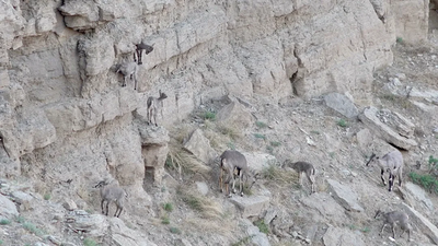 烏海，上大分！再登央視！