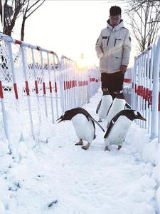 萌寵征名 冰雪同樂