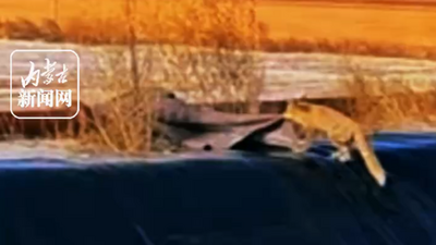 野生狐貍墜深坑絕境求生 咬住帳篷布配合救援脫困