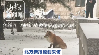 雪天校園驚現(xiàn)小狐貍