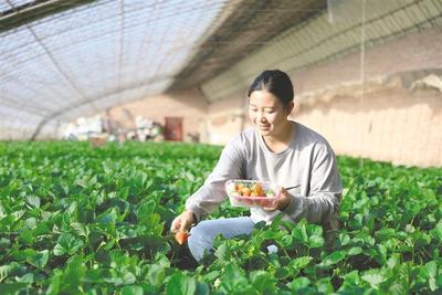 新農(nóng)人成鄉(xiāng)村振興“甜蜜引擎”