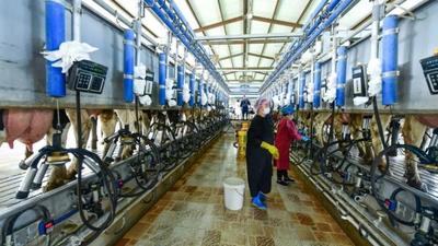 从牧场到产业：小黑山一杯酸奶何以撬动2000万产值？