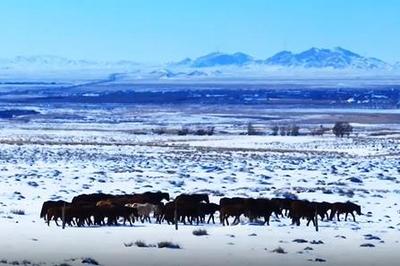 河套冬韻 山河共渡