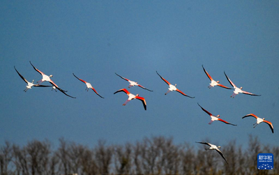 江蘇東臺：火烈鳥飛抵條子泥濕地越冬