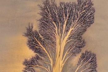 大自然的杰作！錢塘江又現(xiàn)“潮汐樹”