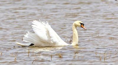 達茂旗織密野生動物守護網(wǎng)