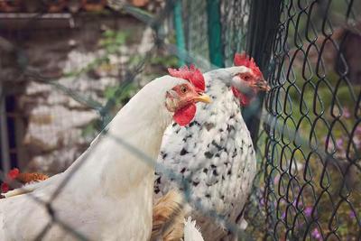 日本茨城縣一養(yǎng)雞場確認高致病性禽流感疫情