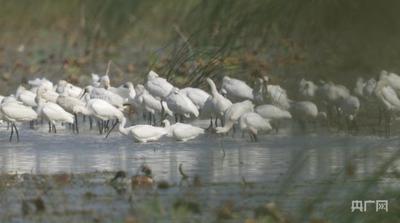 行進(jìn)的海岸線丨濱海濕地變候鳥“天堂” 萬羽翱翔展生態(tài)美景